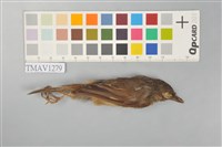 藏品(繡眼畫眉)的圖片